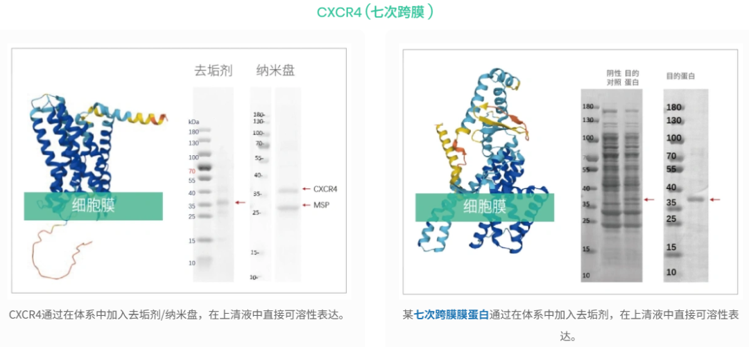 攻克膜蛋白表达瓶颈,解锁高活性全长膜蛋白制备