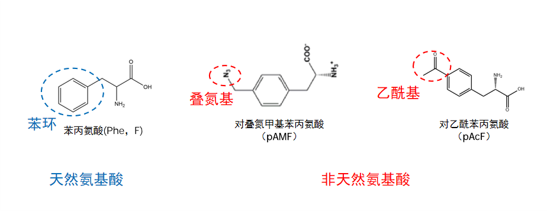 为什么做非天然氨基酸定点插入，大家都开始转向无细胞了？