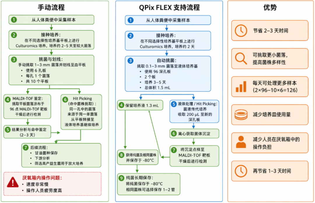 當(dāng)“腸道菌群”遇上自動(dòng)化：QPix FLEX 如何加速厭氧微生物篩選？