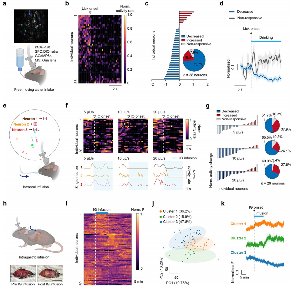 微型化雙光子技術助力發現內側隔核GABA能神經環路預測性調控攝水行為