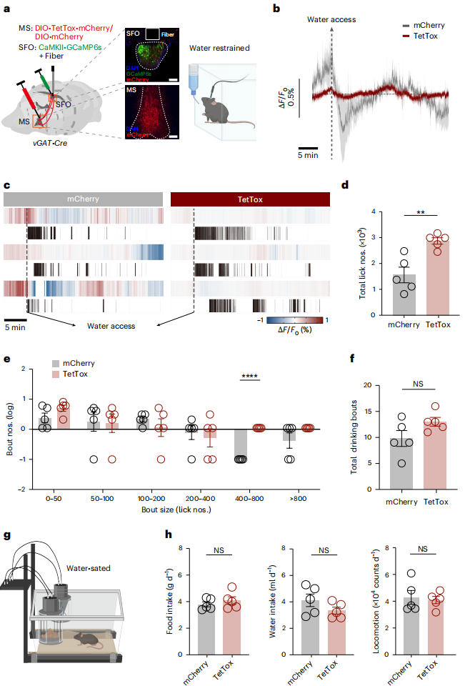 微型化雙光子技術助力發現內側隔核GABA能神經環路預測性調控攝水行為