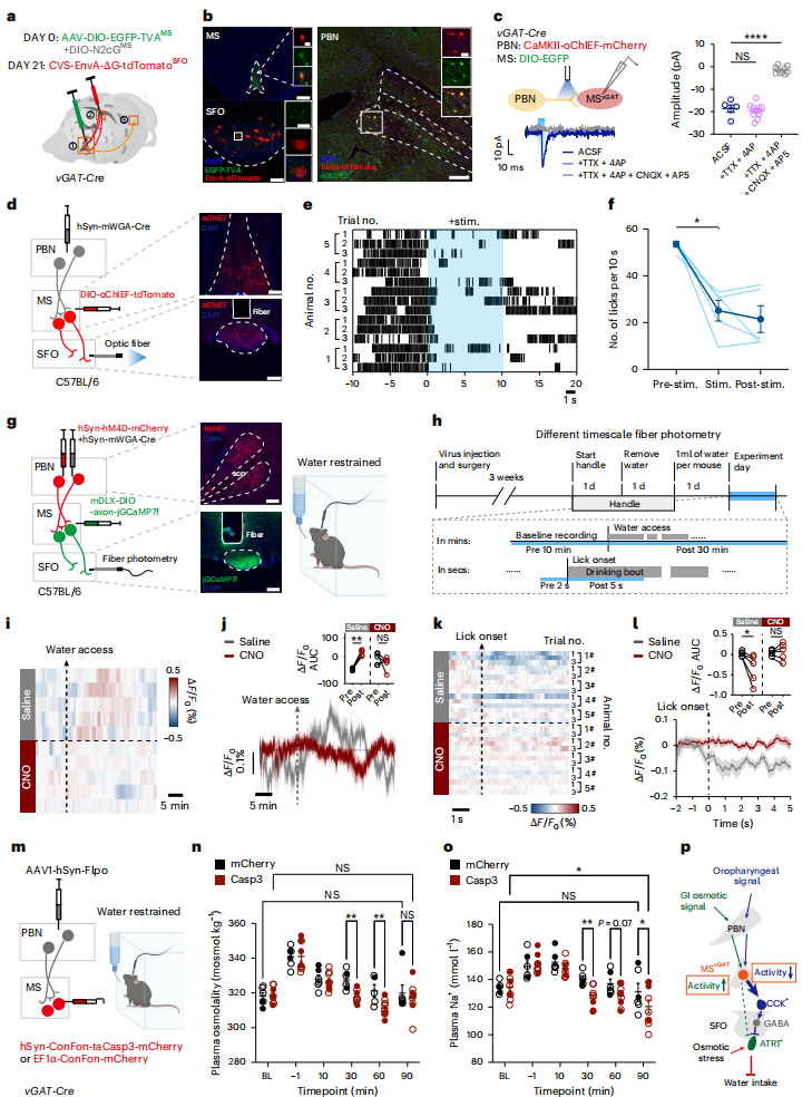 微型化雙光子技術助力發現內側隔核GABA能神經環路預測性調控攝水行為