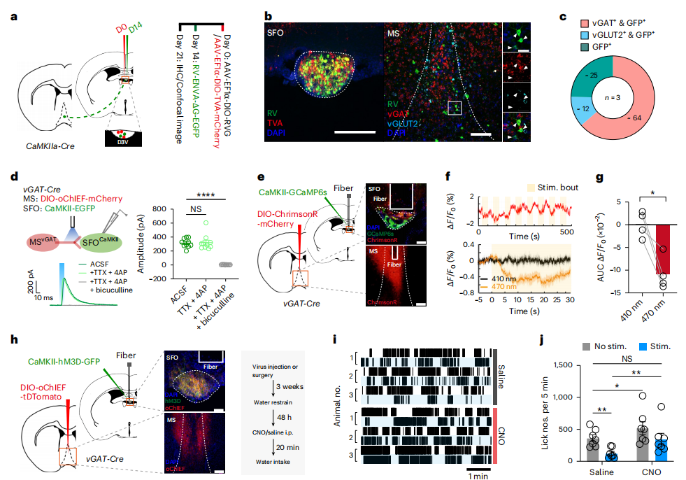 微型化雙光子技術助力發現內側隔核GABA能神經環路預測性調控攝水行為