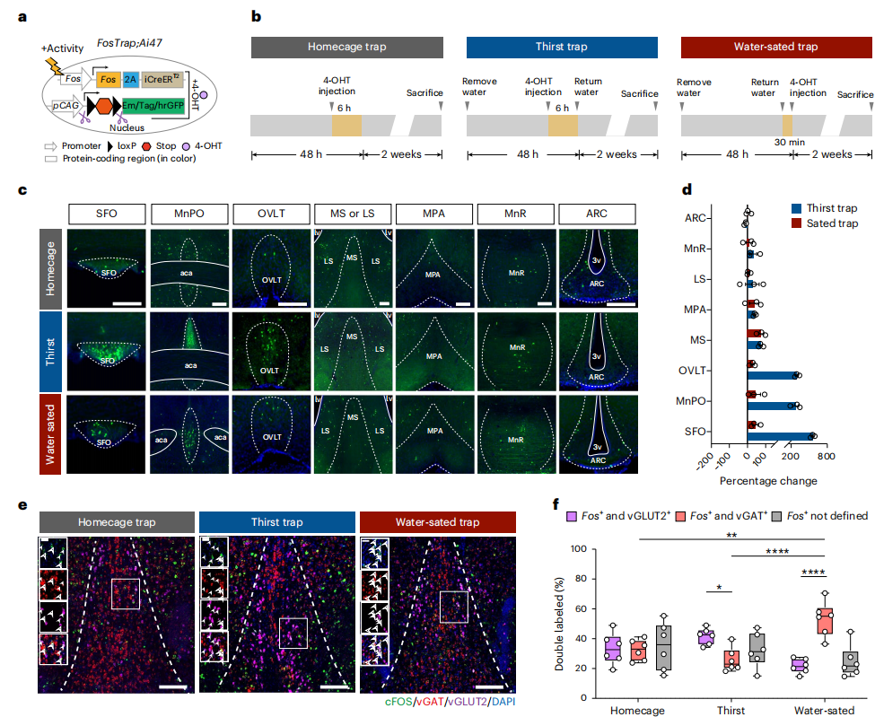 微型化雙光子技術助力發現內側隔核GABA能神經環路預測性調控攝水行為