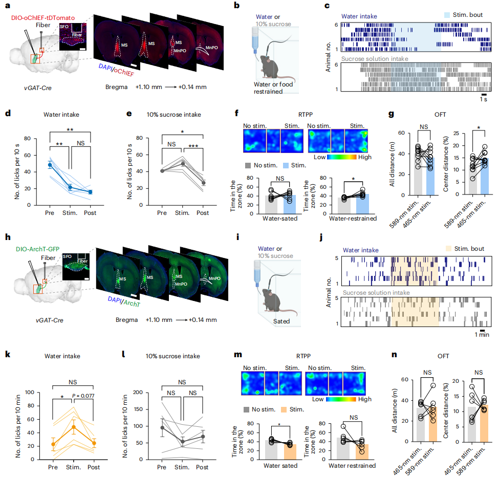微型化雙光子技術助力發現內側隔核GABA能神經環路預測性調控攝水行為
