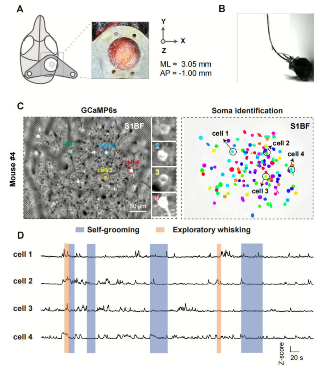 微型化雙光子技術揭示小鼠體感桶狀皮層神經元在不同行為中的活動模式