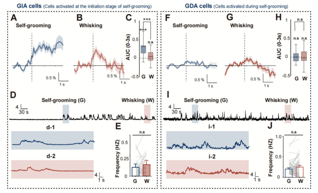 微型化雙光子技術揭示小鼠體感桶狀皮層神經元在不同行為中的活動模式