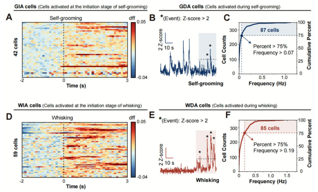 微型化雙光子技術揭示小鼠體感桶狀皮層神經元在不同行為中的活動模式