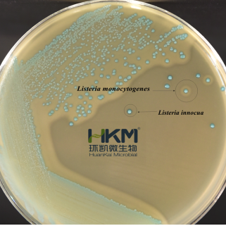 CRM019 OA李斯特氏菌顯色培養(yǎng)基（單增菌落：藍綠色光滑規(guī)則小菌落，周圍有乳白色脂肪沉淀環(huán)）
