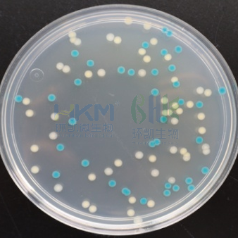 CRM018A/CRM018 胰蛋白胨膽鹽X-葡萄糖醛酸苷(TBX)瓊脂培養(yǎng)基（大腸埃希氏菌菌落：藍綠色）