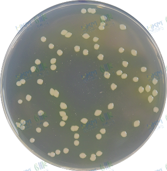 扁平、圆形或无定形、边缘不齐、黄绿-蓝绿色菌落，菌落形态一致