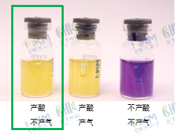 利用葡萄糖产酸培养基变黄色，但不产气