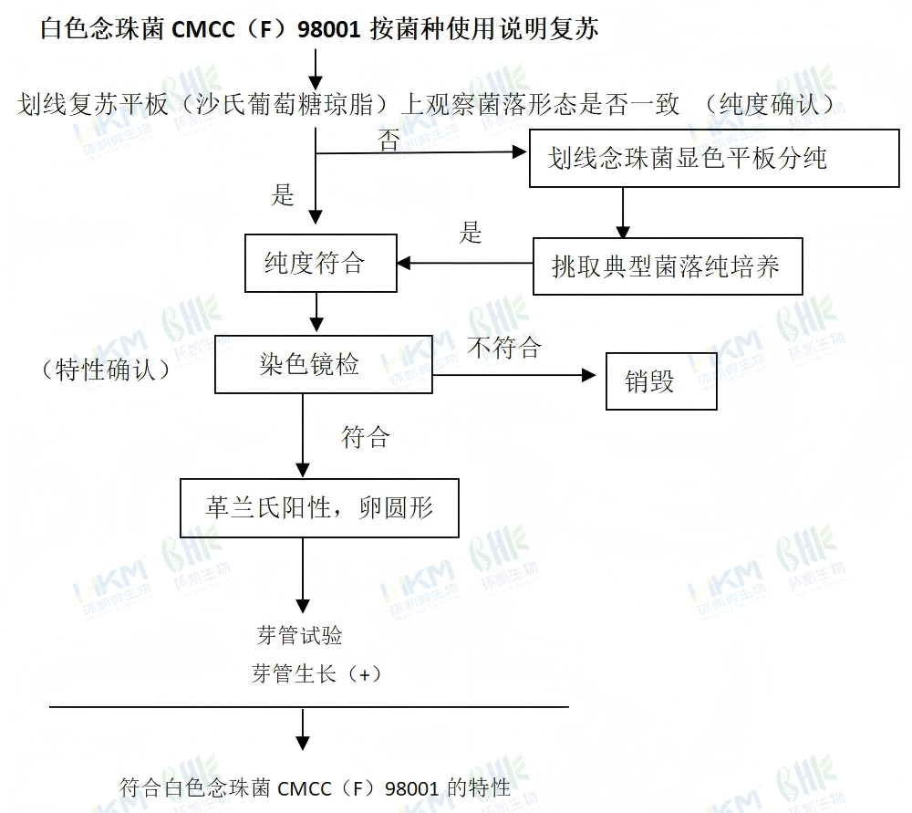 白色念珠菌 CMCC（F）98001 按菌种使用说明复苏