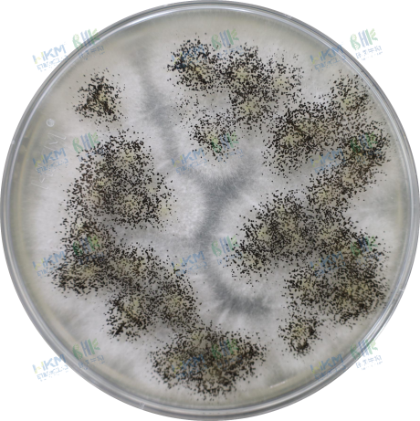 白色菌丝，暗褐黑色至炭黑色孢子