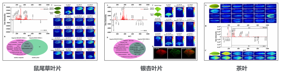 【育種創(chuàng)新加速器】安捷倫代謝組學方案解鎖育種核心場景