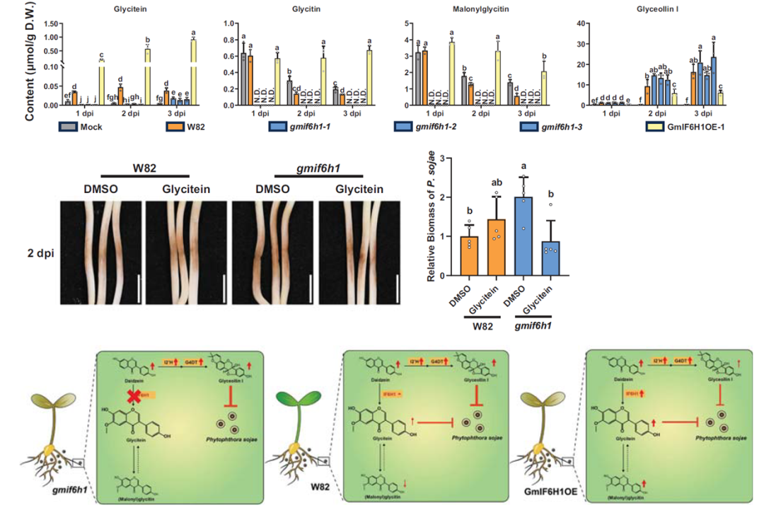 【育種創(chuàng)新加速器】安捷倫液質(zhì)聯(lián)用助力破解大豆抗疫病的 “代謝平衡密碼
