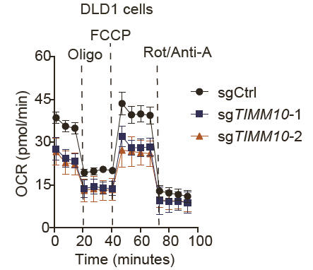 前沿 | 細(xì)胞能量分析與代謝表征助力線粒體鐵硫簇調(diào)控因子的突破性發(fā)現(xiàn)