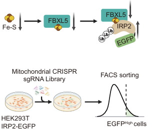 前沿 | 細(xì)胞能量分析與代謝表征助力線粒體鐵硫簇調(diào)控因子的突破性發(fā)現(xiàn)