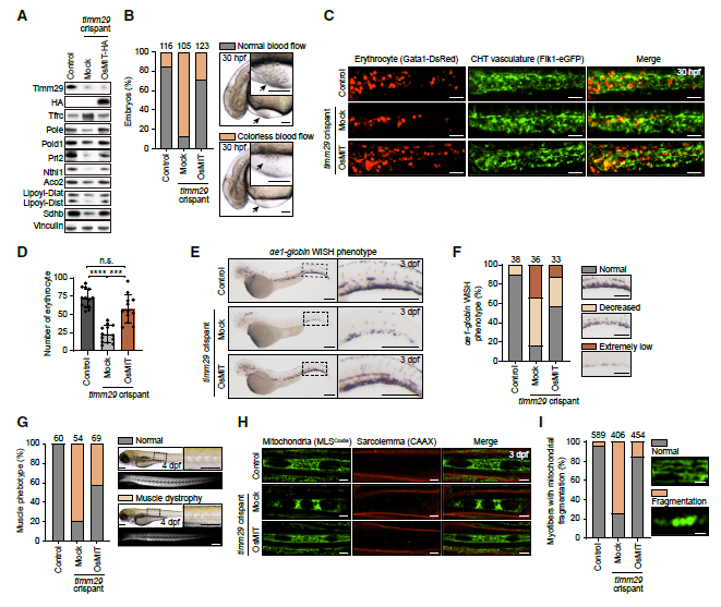 前沿 | 細(xì)胞能量分析與代謝表征助力線粒體鐵硫簇調(diào)控因子的突破性發(fā)現(xiàn)