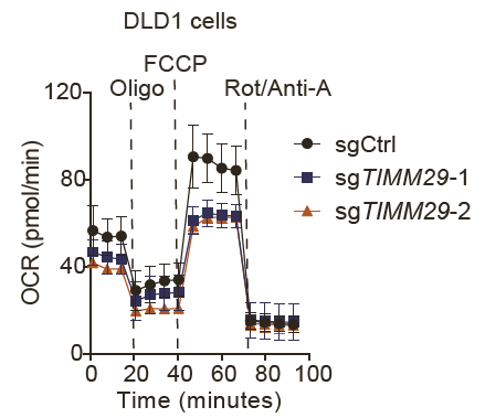 前沿 | 細(xì)胞能量分析與代謝表征助力線粒體鐵硫簇調(diào)控因子的突破性發(fā)現(xiàn)