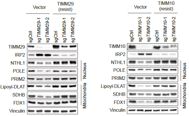 前沿 | 細(xì)胞能量分析與代謝表征助力線粒體鐵硫簇調(diào)控因子的突破性發(fā)現(xiàn)