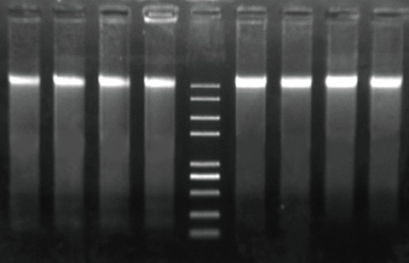 �ȸ�����ǻ���Ӷٱ��������Լ��У���ǻ�����ٱ�����ȡ��Ч֮ѡ