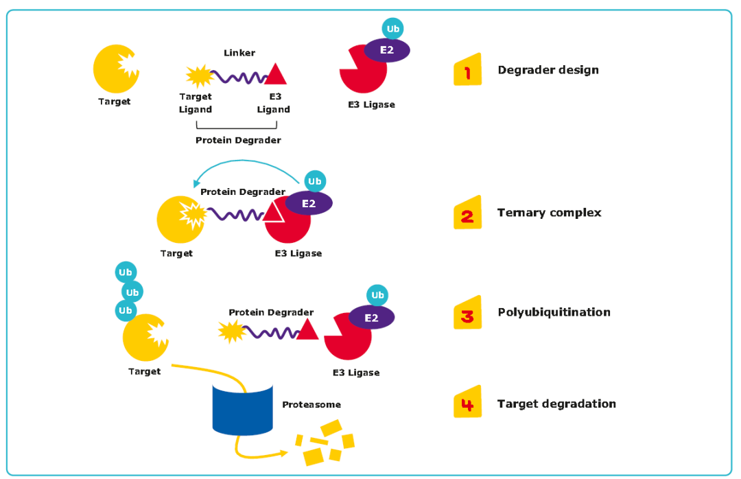 可視化+自動化雙buff，PROTAC研發(fā)告別盲猜與繁瑣