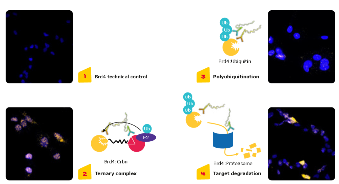 可視化+自動化雙buff，PROTAC研發(fā)告別盲猜與繁瑣