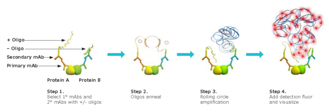 可視化+自動化雙buff，PROTAC研發(fā)告別盲猜與繁瑣