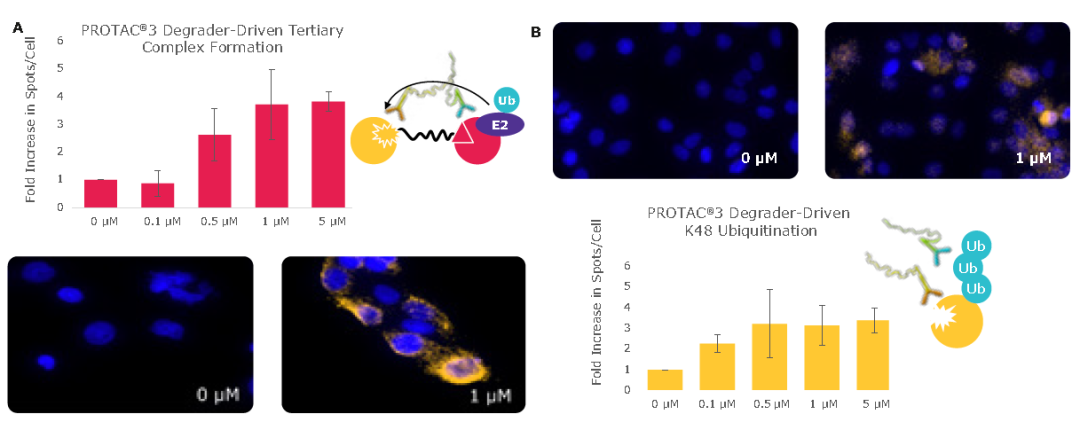 可視化+自動化雙buff，PROTAC研發(fā)告別盲猜與繁瑣