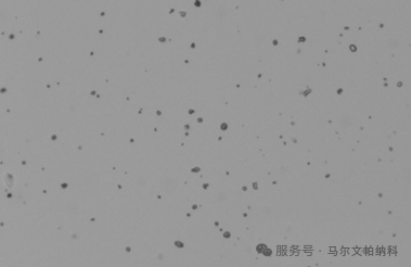 【热点应用】颗粒粒径与形貌如何影响原料药的流动性？