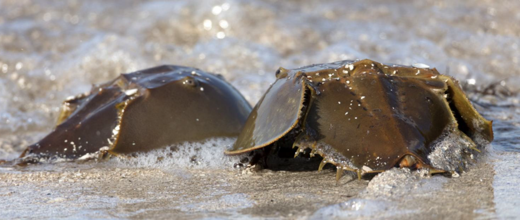 細菌內毒素檢測儀購買指南