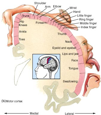 tms什么医疗重焕大脑机能之光！这项康复治疗黑科技，是时候了解下了！_https://www.jmylbn.com_新闻资讯_第5张