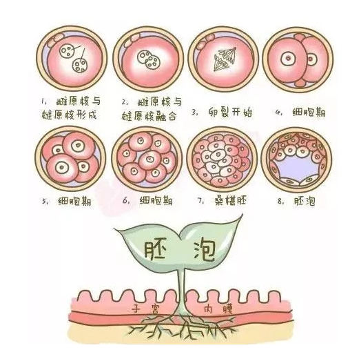泰国第三代试管婴儿是如何定义健康囊胚的？-优孕行