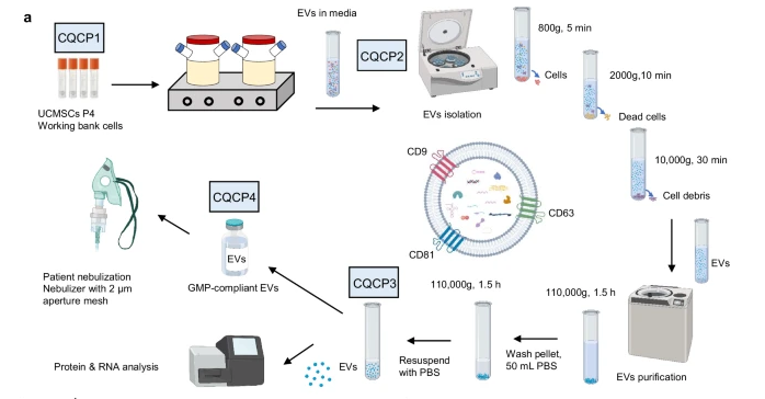 Nebulized Exosomes Significantly Improve Pulmonary Fibrosis