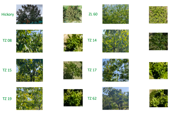 高谱成像技术助力科研：实现山核桃树种精准分类