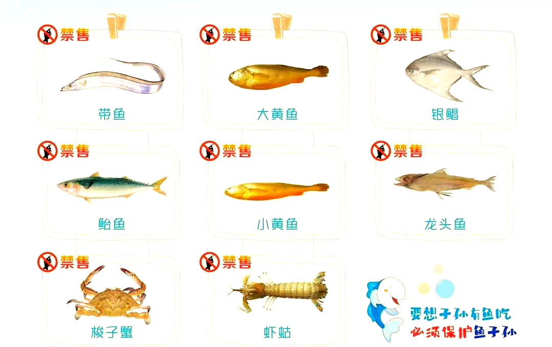 5月8日起，这8种海鲜全面禁售，违者重罚！(图1)