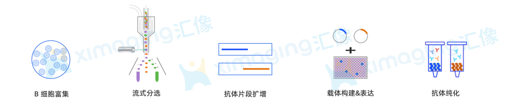 AI 与自动化重塑先导抗体发现：解码创新药物研发底层范式