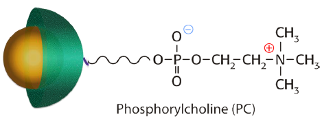 重磅新品 | 強極性化合物的分離不再是難題！