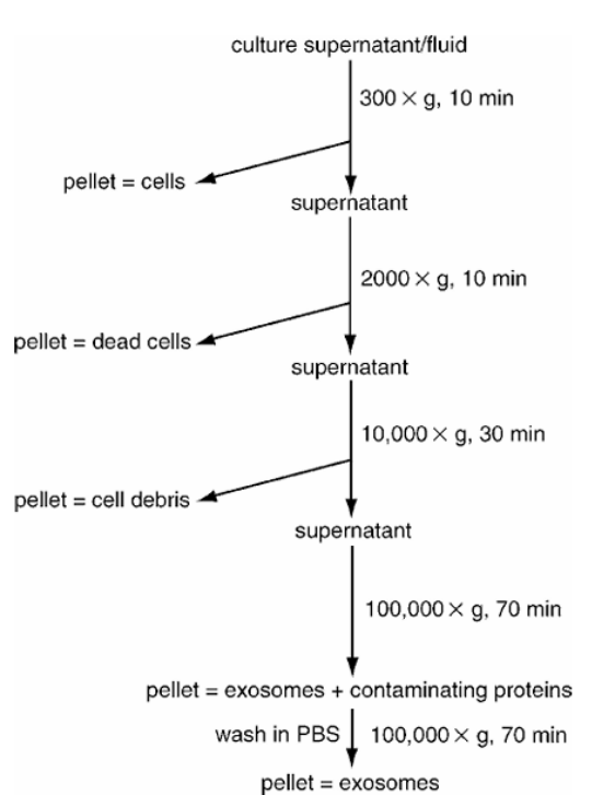 普諾賽細胞學堂 | 外泌體分離指南：五大方法對比，選對效率翻倍！