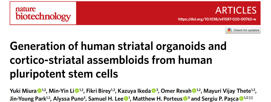 小布解读 | 类器官中光遗传、钙成像与逆行病毒示踪联用：解码皮质-纹状体环路连接