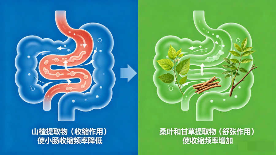 桑叶提取物：能降糖降脂，还能调节肠道？一文说清它的“舒张”作用