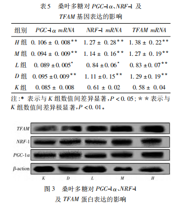 桑叶多糖：天然抗疲劳“神器”？小鼠实验揭示惊人效果！
