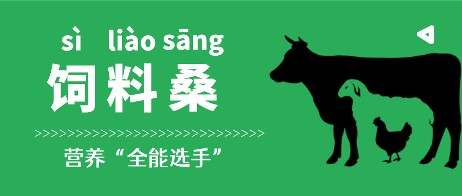 这种叶子，蚕吃了变丝，鸡吃了变香，猪吃了变……