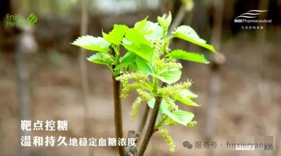 桑叶地图——天然植物提取物的世界通用语言