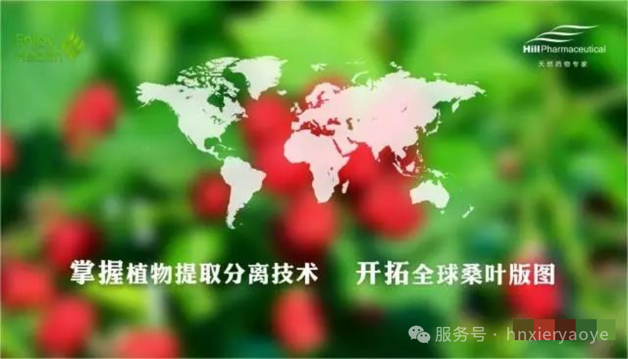桑叶地图——天然植物提取物的世界通用语言