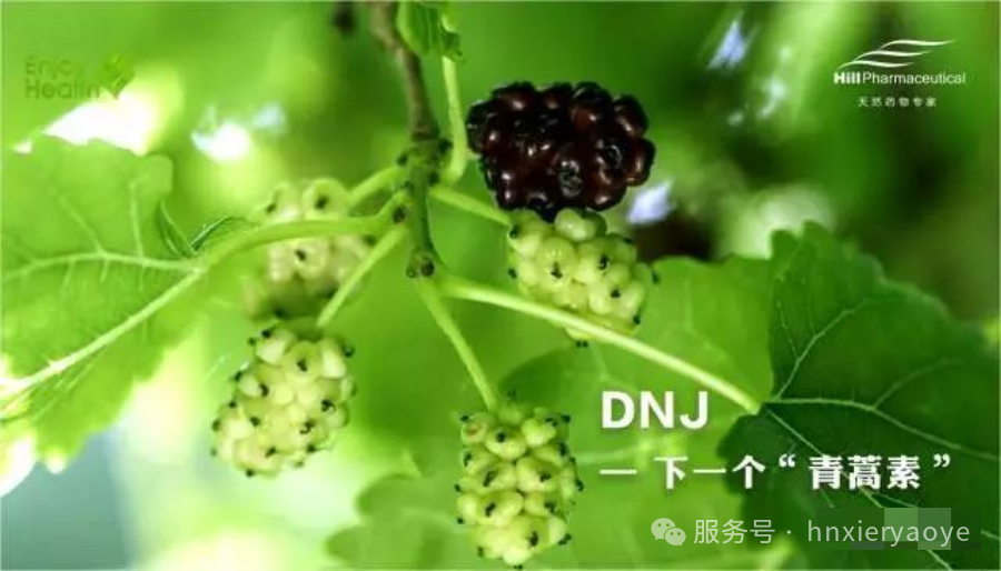 桑叶地图——天然植物提取物的世界通用语言