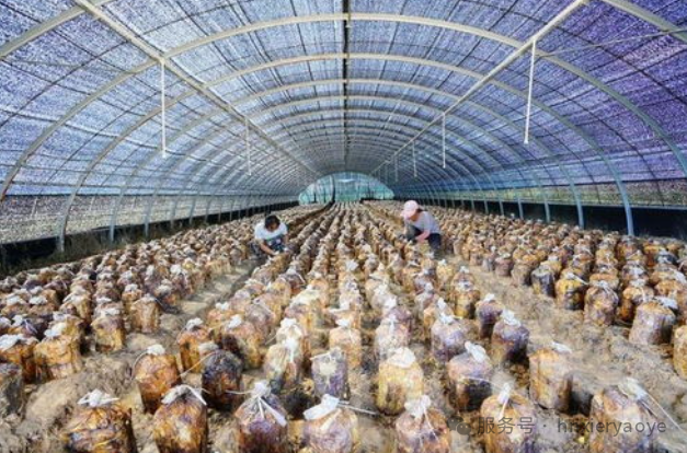 枯桑逢菌生黄金：揭秘“抗癌瑰宝”桑黄的人工培育密码