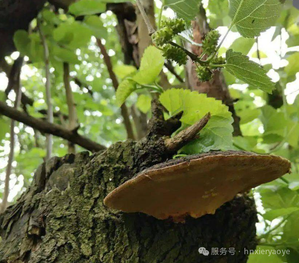枯桑逢菌生黄金：揭秘“抗癌瑰宝”桑黄的人工培育密码