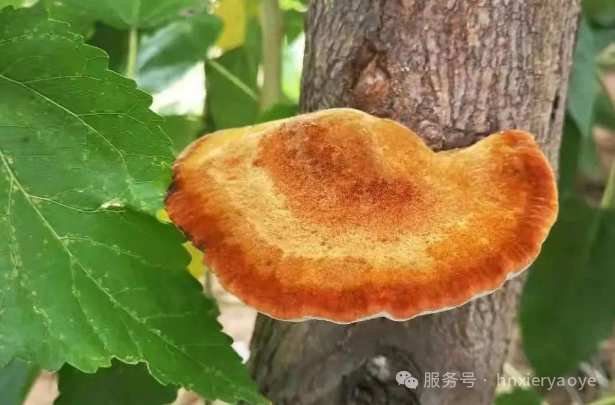 枯桑逢菌生黄金：揭秘“抗癌瑰宝”桑黄的人工